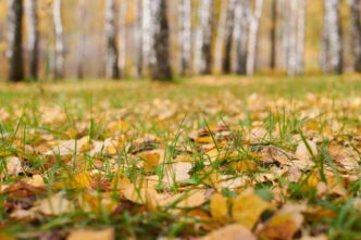 Homeowner raking colorful autumn leaves in a tranquil, well-kept garden at sunset.