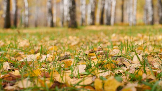 Homeowner raking colorful autumn leaves in a tranquil, well-kept garden at sunset.